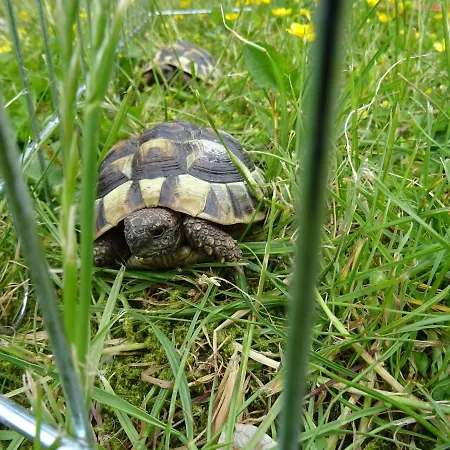 Bei Schuetts - Spiel Und Spass Im Garten Rund Um Eine Moderne Lantgård *