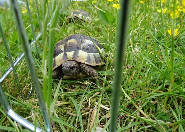 Bei Schuetts - Spiel Und Spass Im Garten Rund Um Eine Moderne Alojamento de Turismo Rural *